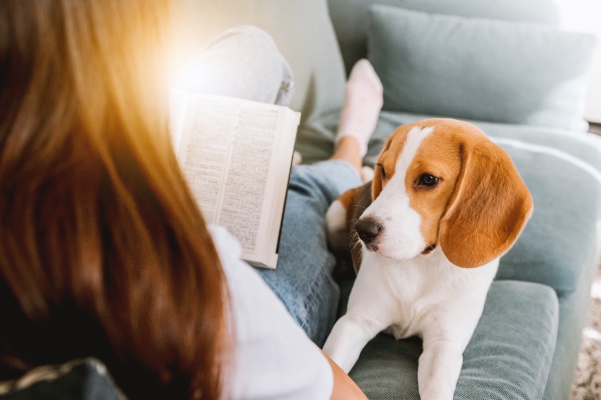 The Pawfect Stay - ชามา ไอส์แลนด์ นอร์ธ ฮ่องกง